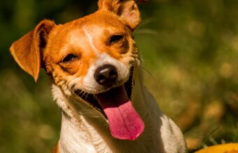 Pepsi, Once A Death Row Puppy, Gets To Play Superboy’s Sidekick On HBO Max