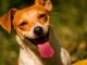 Pepsi, Once A Death Row Puppy, Gets To Play Superboy’s Sidekick On HBO Max