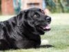 Arson Detector Dog Serves As Ring Bearer During Foster Parents’ Wedding