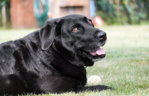 Arson Detector Dog Serves As Ring Bearer During Foster Parents’ Wedding