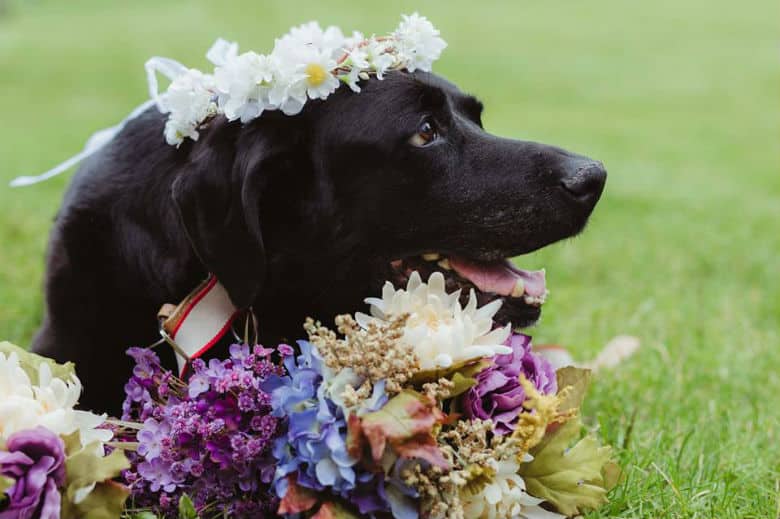 charlie the wedding dog