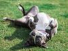 Animal Control Officers Return Lost Pit Bull To Young Boy And Their Reunion Will Melt Your Heart