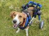 America’s Favorite Pet Candidate Overcomes an Amazing Challenge To Win Our Hearts Dan the dog had to overcome an amazing challenge