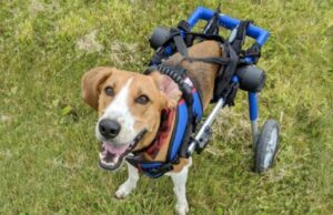 America’s Favorite Pet Candidate Overcomes an Amazing Challenge To Win Our Hearts Dan the dog had to overcome an amazing challenge