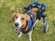 America’s Favorite Pet Candidate Overcomes an Amazing Challenge To Win Our Hearts Dan the dog had to overcome an amazing challenge