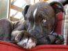 Firefighter Ended Up Adopting Pitbull Puppy That He Rescued