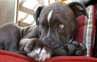 Firefighter Ended Up Adopting Pitbull Puppy That He Rescued