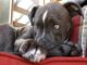 Firefighter Ended Up Adopting Pitbull Puppy That He Rescued