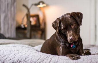 A Dog’s Nightly Habit Of Taking Her Favorite Toy To Bed Warms People’s Hearts