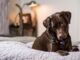 A Dog’s Nightly Habit Of Taking Her Favorite Toy To Bed Warms People’s Hearts