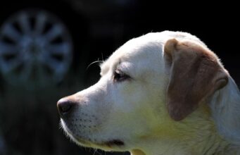 Elderly Man Built A Cart So He Could Walk His Senior Dog