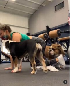 Gus the Bulldog Workout Instagram