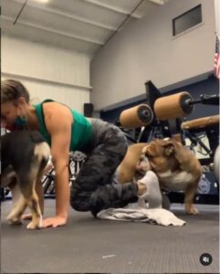 this french bulldog loves the gym