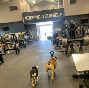 another day at the gym for gus the bulldog