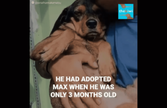 Devoted Owner Refuses To Put Paralyzed Dog To Sleep, Chooses A Different Path