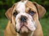 Instagram Is Going Crazy Over English Bulldog Who Loves Spending Time At The Gym buldog works out at the gym