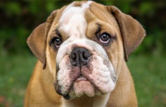 Instagram Is Going Crazy Over English Bulldog Who Loves Spending Time At The Gym buldog works out at the gym