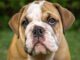 Instagram Is Going Crazy Over English Bulldog Who Loves Spending Time At The Gym buldog works out at the gym