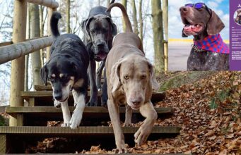Check Out The Hard Working Pooches in TSA’s 2021 Canine Calendar tsa calendar featuring working dogs