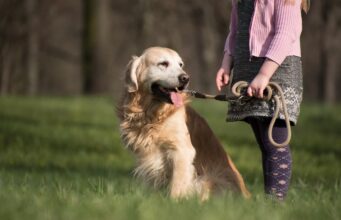 Woman Quits Her Job, Buys A Van, And Travels Around The Country With Her Two Dogs