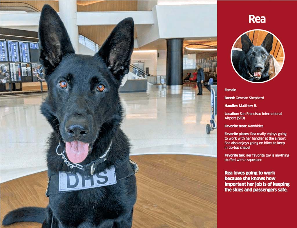 german shepherd rea in this year's TSA calendar