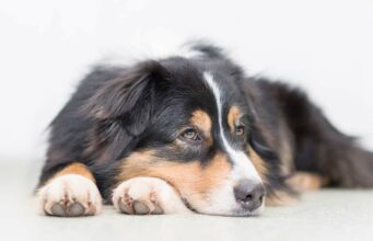 Pup Impresses The Internet By Helping Her Human Do The Laundry Secret the Australian Shepherd