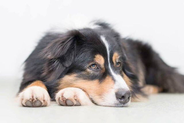 Secret the Australian Shepherd