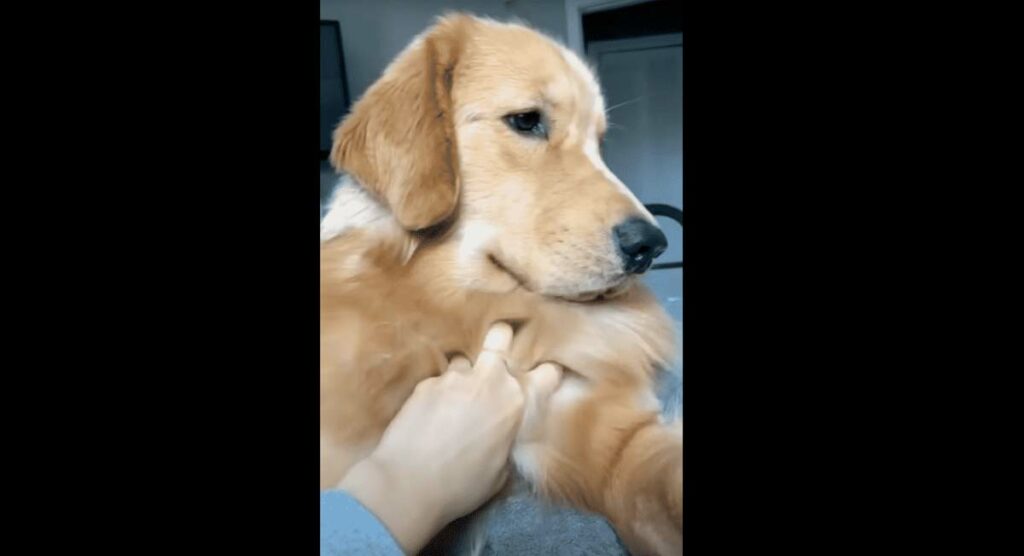 Tucker the Golden Retrievers Many Expressions