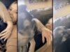 Adorable German Shepherd Growls In Disbelief Whenever Mom Blocks His Sweet Kisses This playful German Shepherd only wanted to give his mom kisses