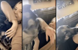 Adorable German Shepherd Growls In Disbelief Whenever Mom Blocks His Sweet Kisses This playful German Shepherd only wanted to give his mom kisses