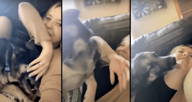 This playful German Shepherd only wanted to give his mom kisses