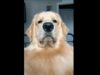 Golden Retriever Gets Annoyed By His Mom’s Silly Behavior And His Facial Expressions Are Hilarious! Golden Retriever Shows off His Silly Expressions
