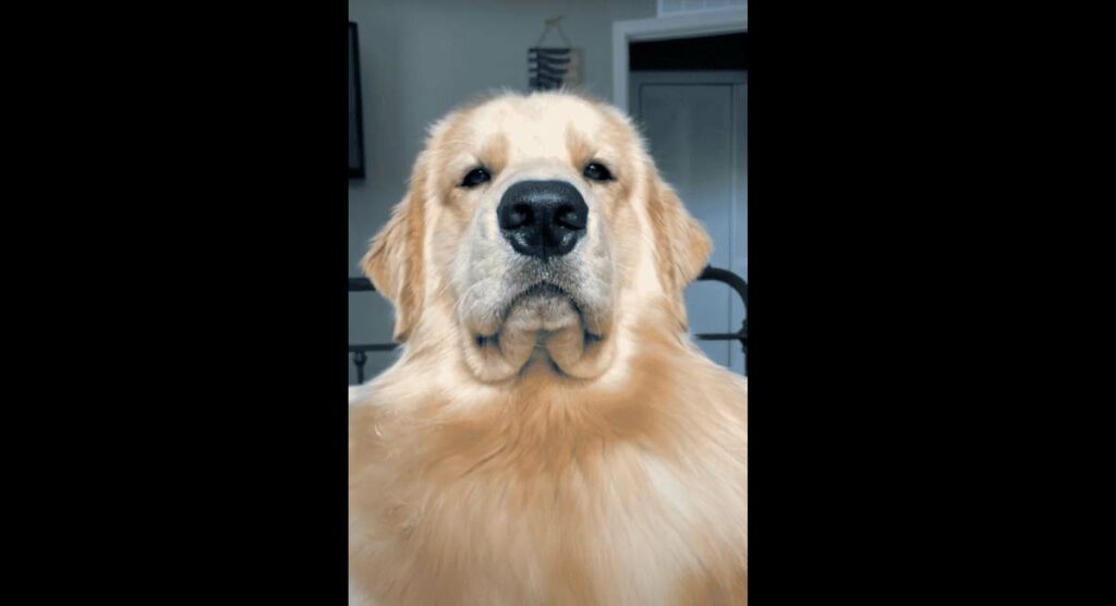 Golden Retriever Shows off His Silly Expressions