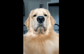 Golden Retriever Gets Annoyed By His Mom’s Silly Behavior And His Facial Expressions Are Hilarious! Golden Retriever Shows off His Silly Expressions
