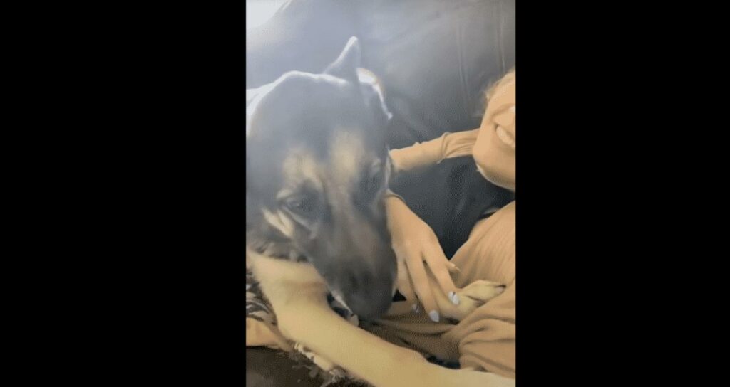 This German Shepherd Finally Got What He Wanted - Mommy Kisses