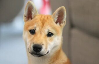 Hungry Dog Gets Angry And Asks Human For Food In A Very Telling Way Shibu Inu Puppy