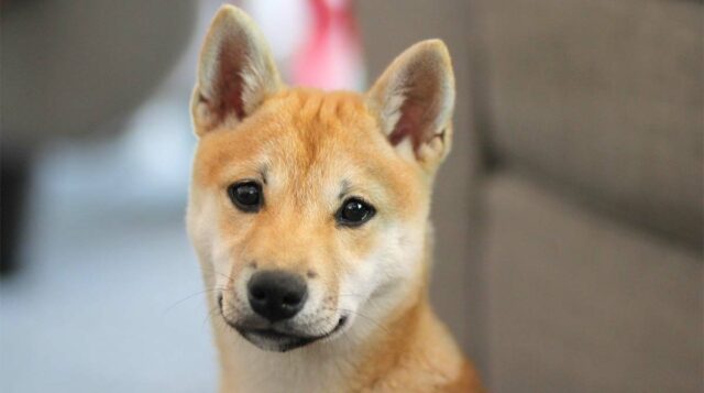 Shibu Inu Puppy