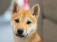 Hungry Dog Gets Angry And Asks Human For Food In A Very Telling Way Shibu Inu Puppy