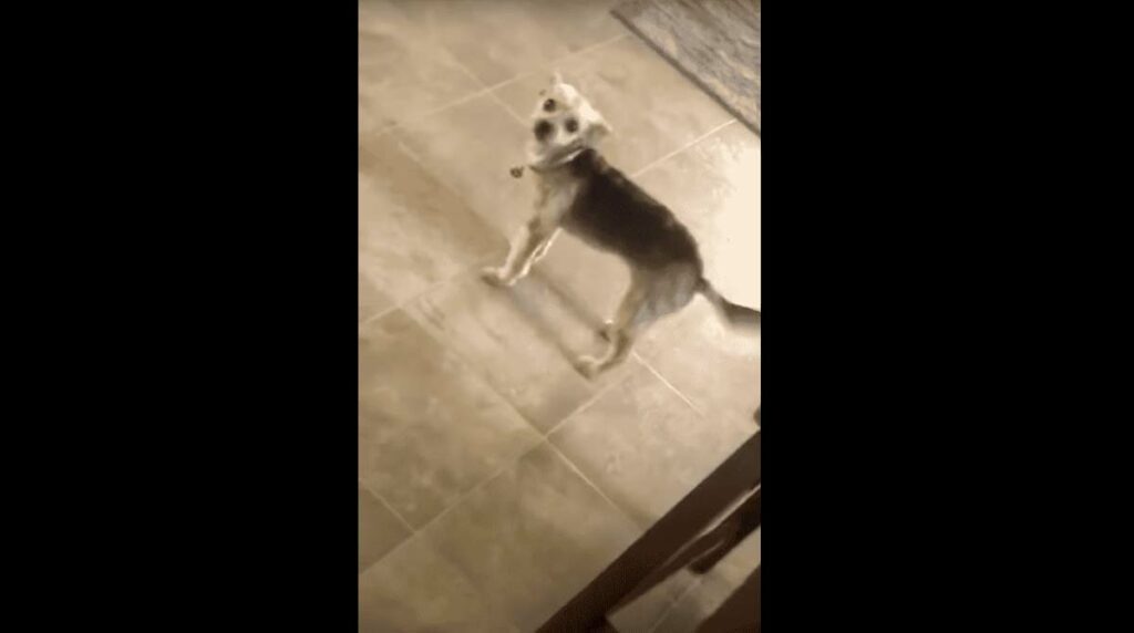 Strange dog visits home when he was away