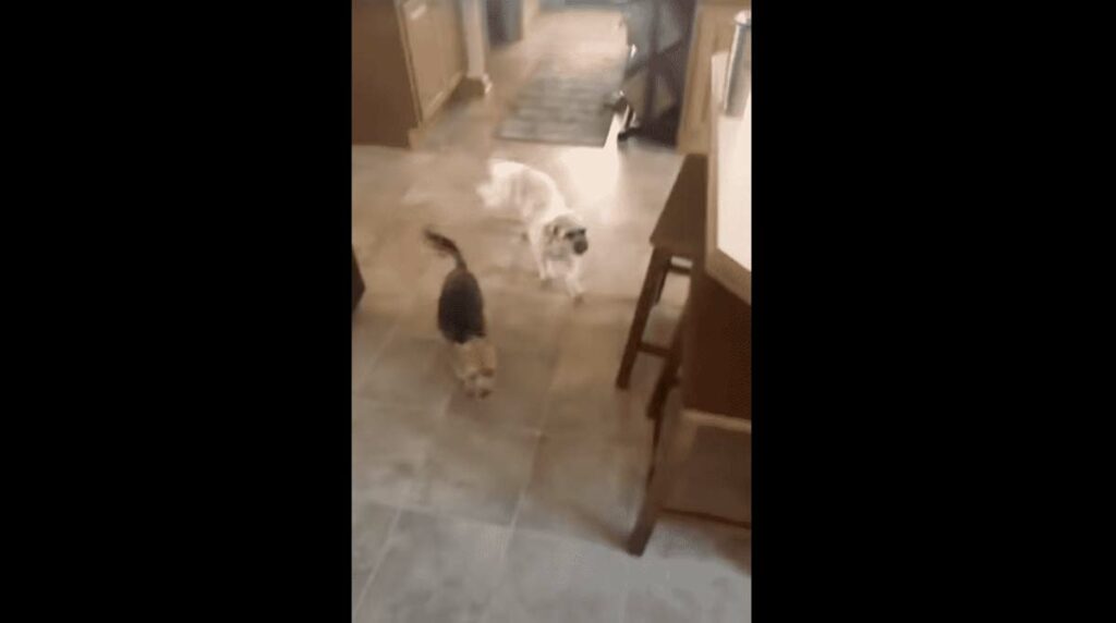 Unexpected dog comes over for a playdate