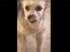 This Dog Owner Realizes That When You Have Pets, Expect Sudden Furry Visitors At Your Home Unexpected Doggy Visitor