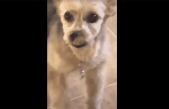 This Dog Owner Realizes That When You Have Pets, Expect Sudden Furry Visitors At Your Home Unexpected Doggy Visitor