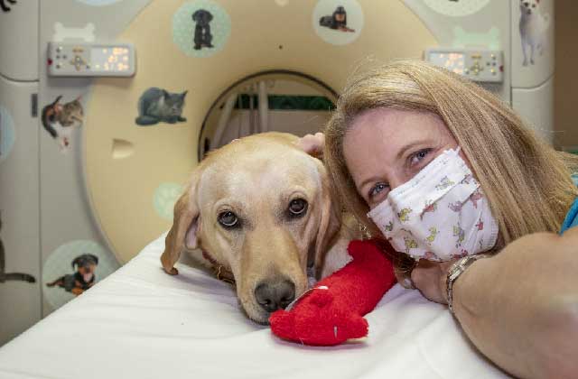 Brea the Golden Retriever helps out at the hospital