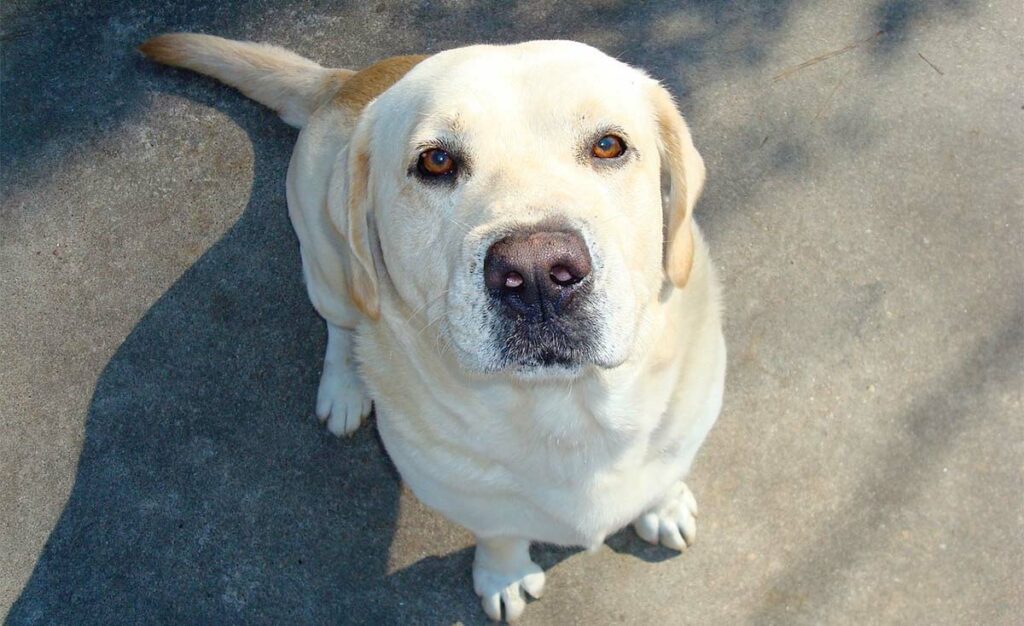 Golden Lab Helps Patients at the Hospital