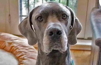 Great Dane Shows How Much He Loves His Pro-Basketball Player Mom Great Dane Loves his Pro Basketball Player Mom