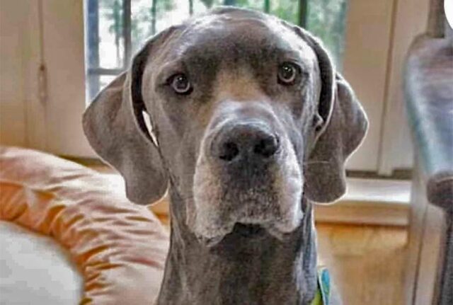 Great Dane Loves his Pro Basketball Player Mom