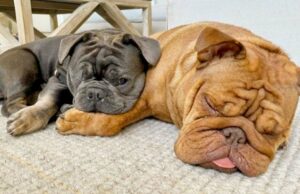 National Football League Player Loves Rescuing Little Bulldogs nfl star loves his bulldogs