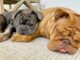 National Football League Player Loves Rescuing Little Bulldogs nfl star loves his bulldogs