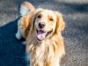 Heart Warming Story of Therapy Dog That Always Sensed When People Needed Her Therapy dog sent from heaven