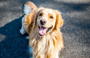 Heart Warming Story of Therapy Dog That Always Sensed When People Needed Her Therapy dog sent from heaven